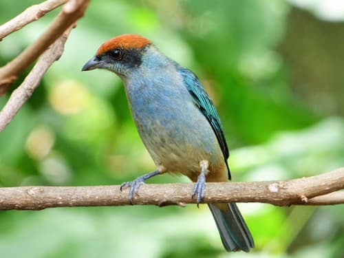 Scrub Tanager