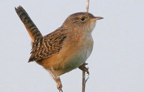 Sedge Wren