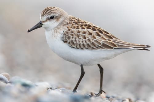 Semipalmated Sandpiper