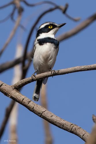 Senegal Batis