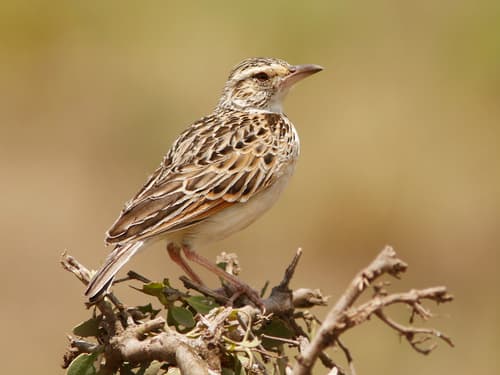 Sentinel Lark