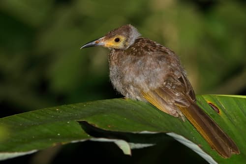 Seram Friarbird