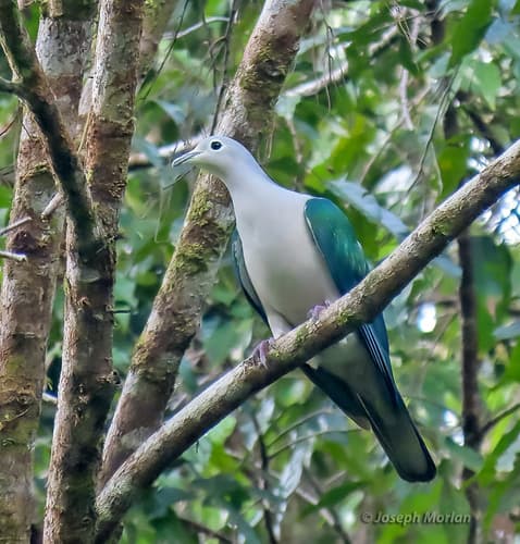 Seram Imperial Pigeon
