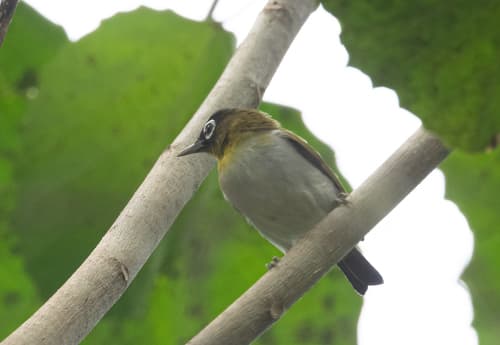 Seram White-eye