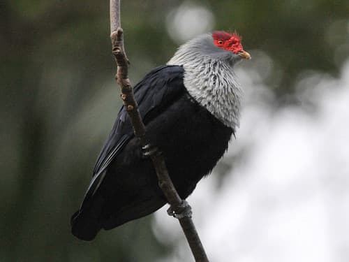 Seychelles Blue-Pigeon
