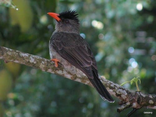 Seychelles Bulbul