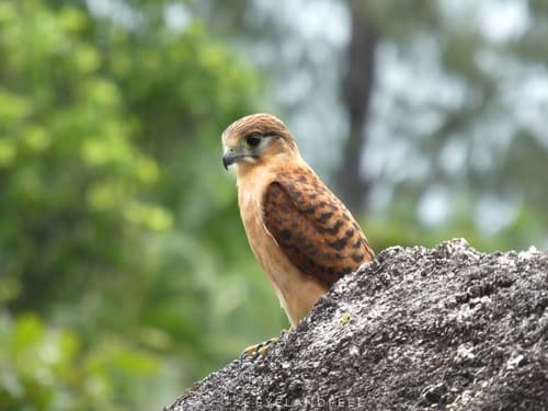 Seychelles Kestrel