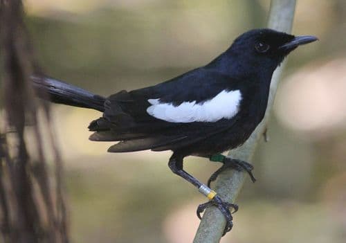 Seychelles Magpie-Robin