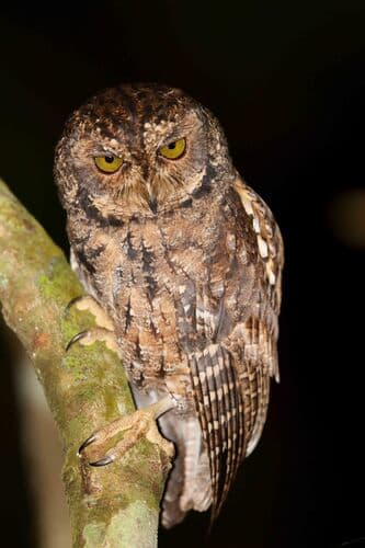 Seychelles Scops-Owl