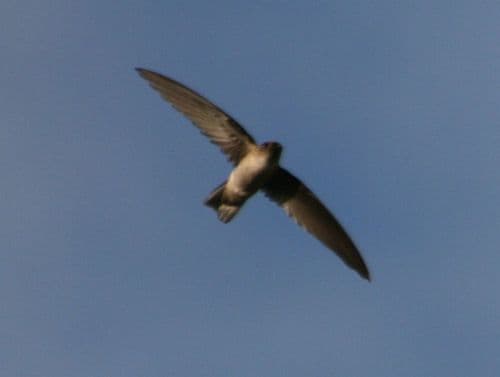 Seychelles Swiftlet