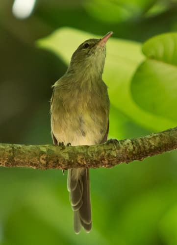 Seychelles Warbler