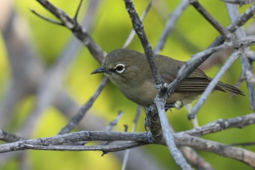 Seychelles White-eye