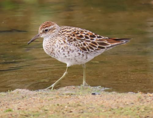 Sharp-tailed Sandpiper