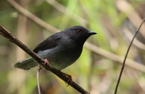 Sharpe's Apalis