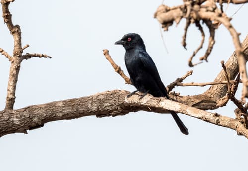 Sharpe's Drongo
