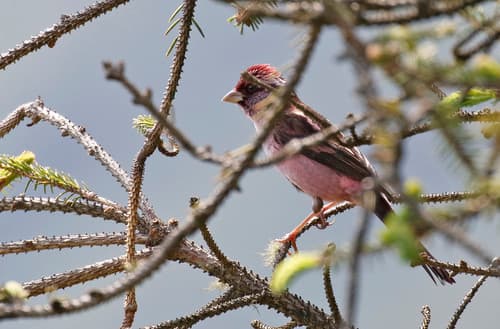 Sharpe's Rosefinch