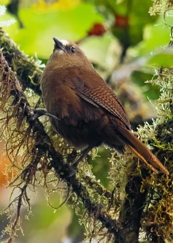 Sharpe's Wren