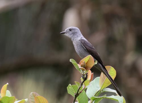 Shear-tailed Gray Tyrant