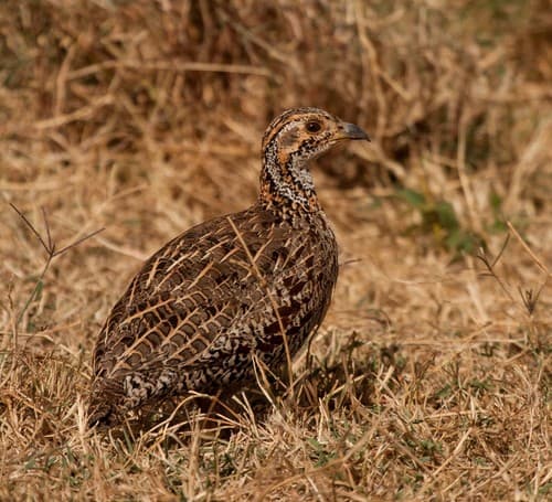 Shelley's Francolin