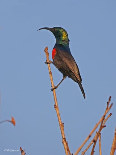 Shelley's Sunbird