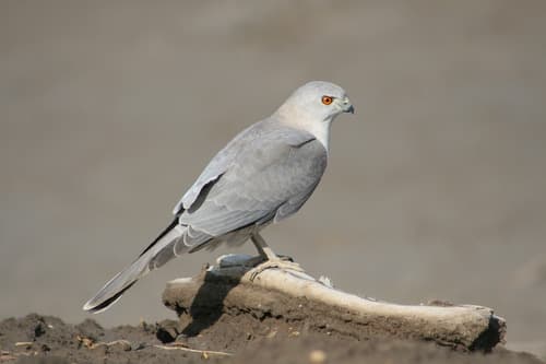 Shikra