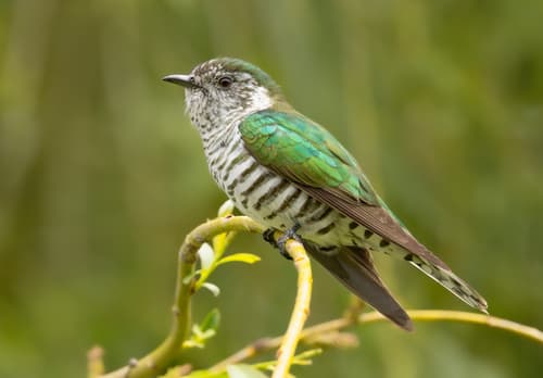 Shining Bronze Cuckoo