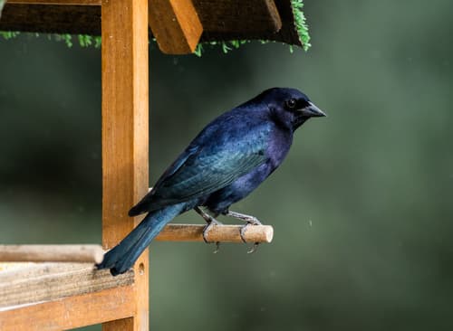 Shiny Cowbird