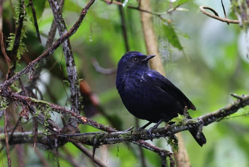 Shiny Whistling-Thrush