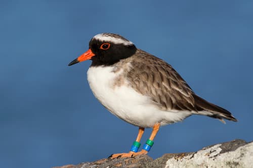 Shore Plover
