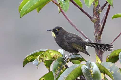 Short-bearded Honeyeater