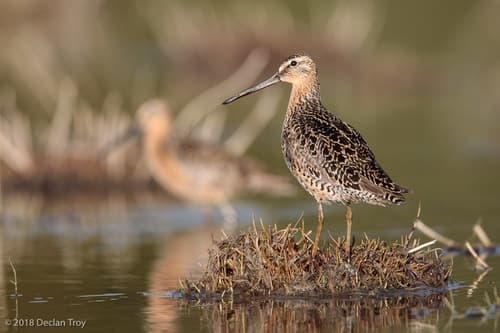 Short-billed Dowitcher