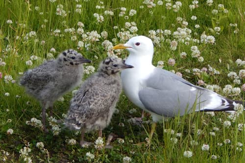Short-billed Gull