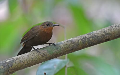 Short-billed Leaftosser