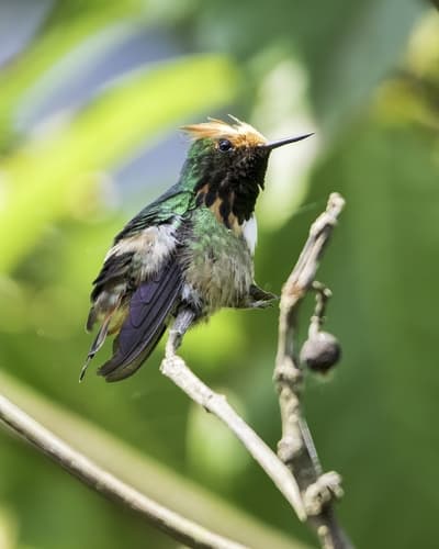 Short-crested Coquette