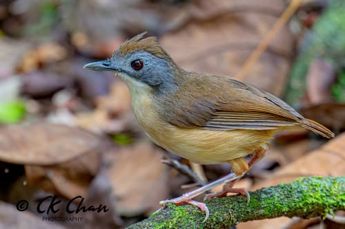 Short-tailed Babbler