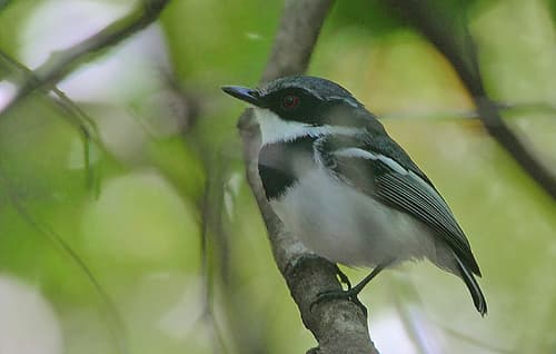Short-tailed Batis