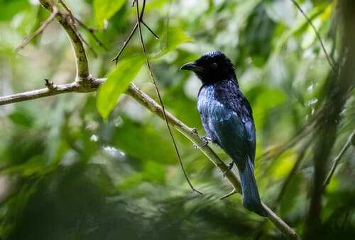 Short-tailed Drongo