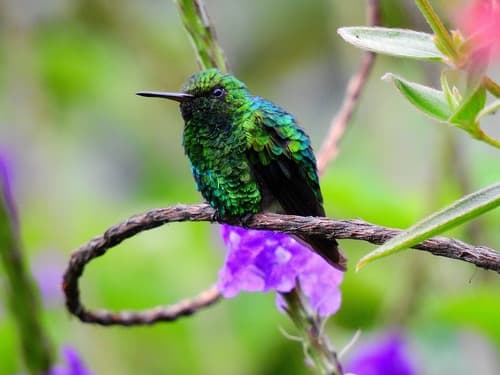 Short-tailed Emerald