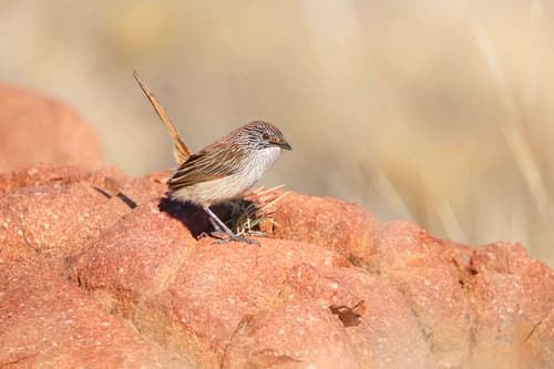 Short-tailed Grasswren