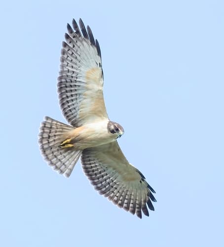 Short-tailed Hawk