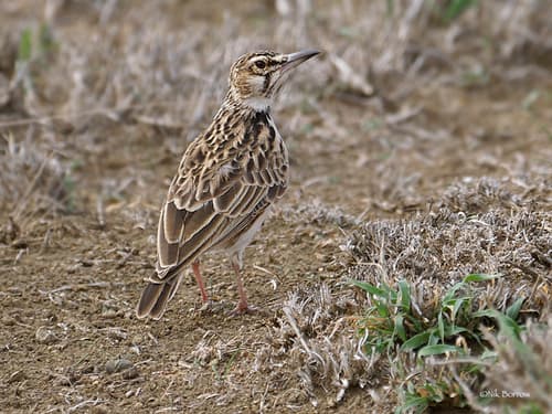 Short-tailed Lark