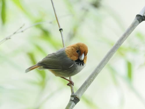 Short-tailed Parrotbill