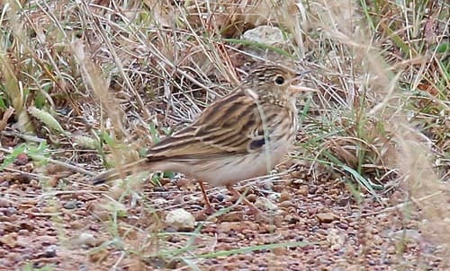 Short-tailed Pipit