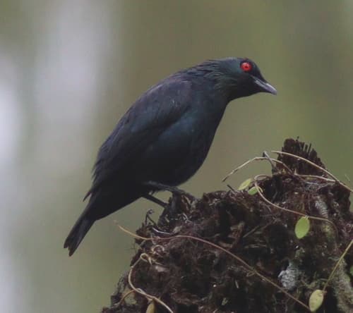 Short-tailed Starling