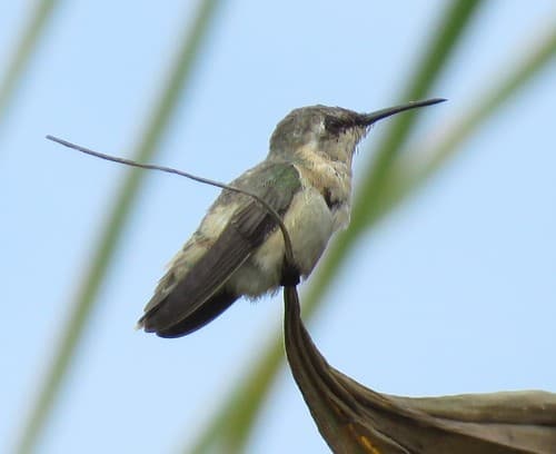 Short-tailed Woodstar