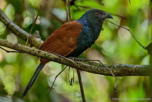 Short-toed Coucal