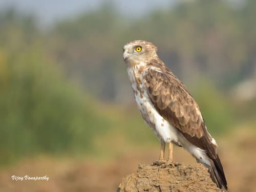 Short-toed Snake-Eagle