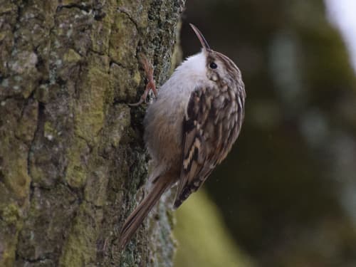 Short-toed Treecreeper