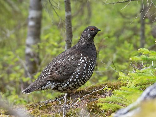 Siberian Grouse