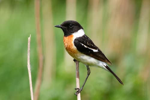 Siberian Stonechat